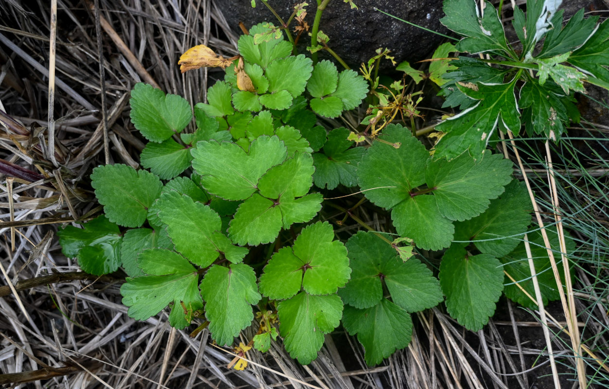 Image of Ligusticum scoticum specimen.