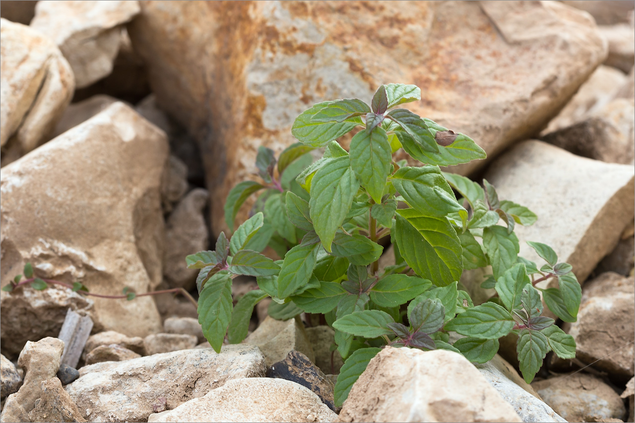 Изображение особи род Mentha.