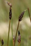 Eleocharis fennica