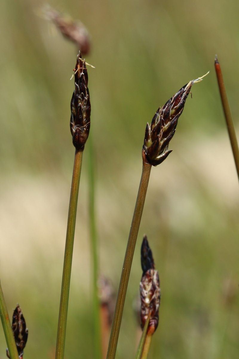 Изображение особи Eleocharis fennica.