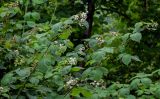 Rubus sanctus. Побеги цветущего растения. Грузия, Имеретия, каньон Окаце, опушка широколиственного леса. 15.06.2023.