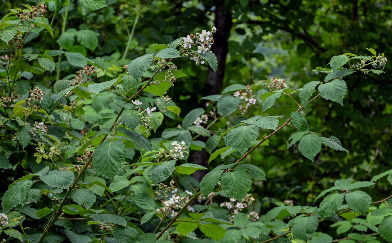 Image of Rubus sanctus specimen.