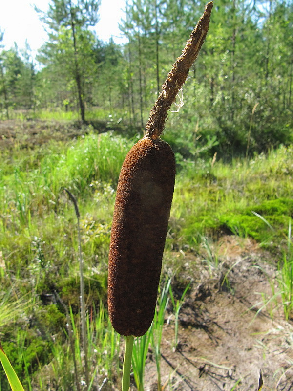 Image of Typha elata specimen.