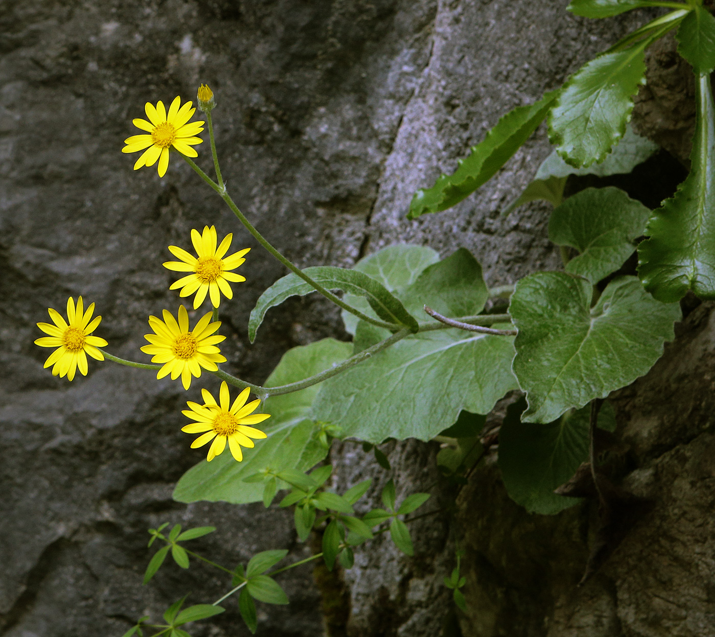 Изображение особи семейство Asteraceae.