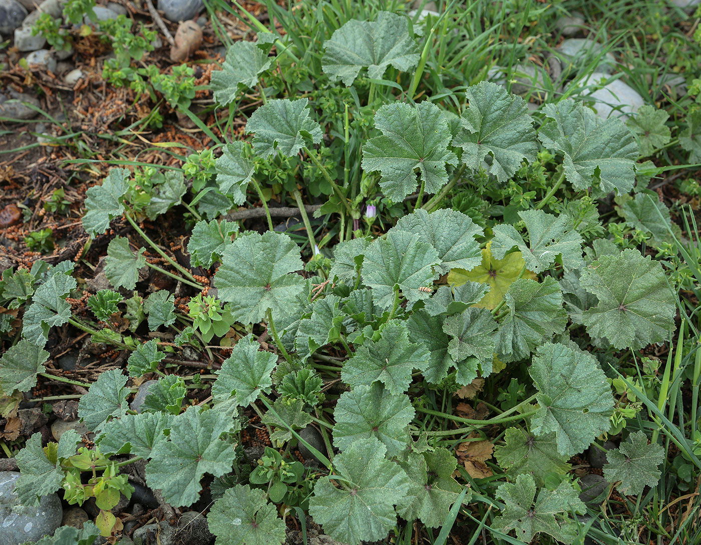 Изображение особи Malva neglecta.