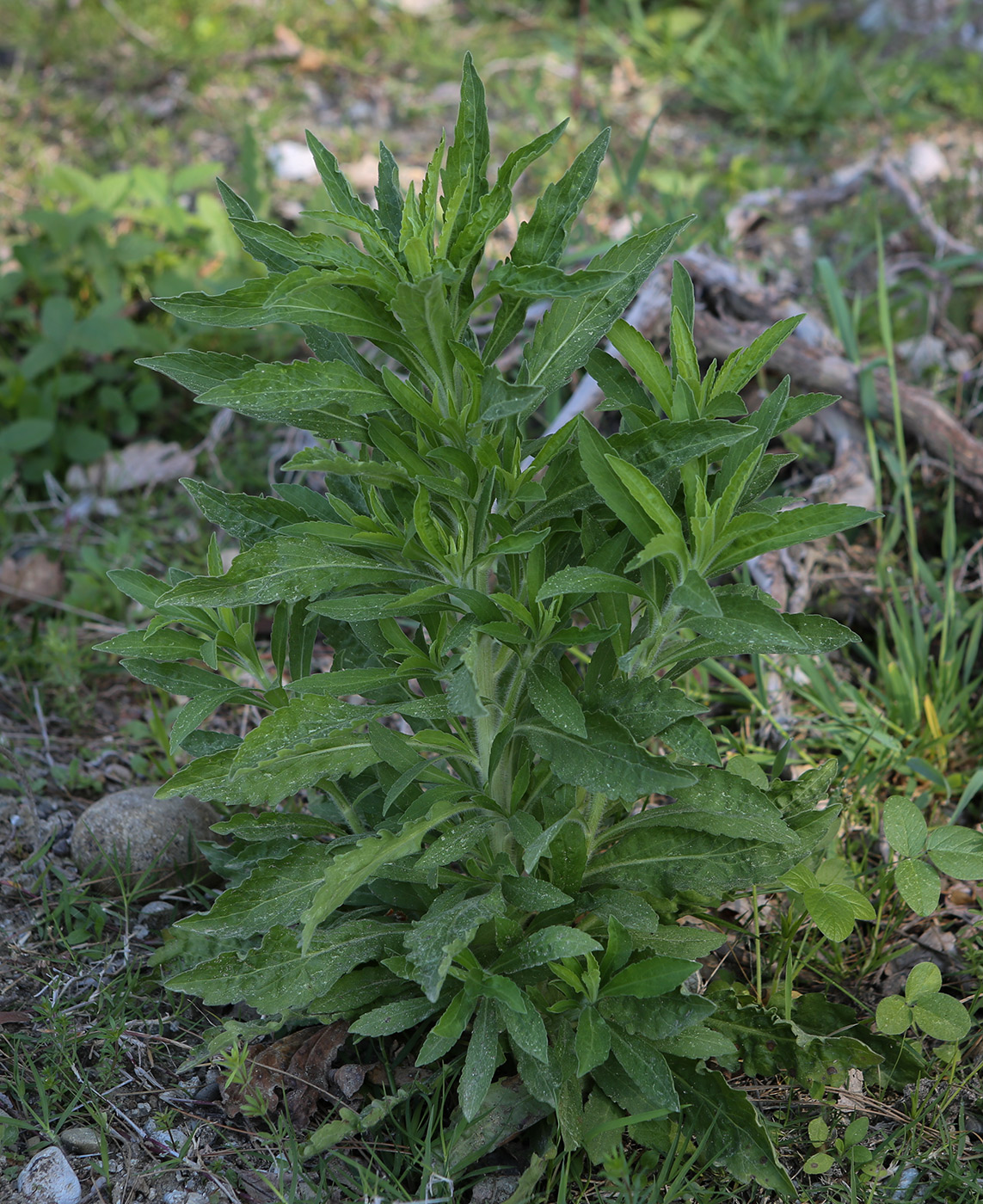 Image of genus Conyza specimen.