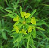 Euphorbia virgata