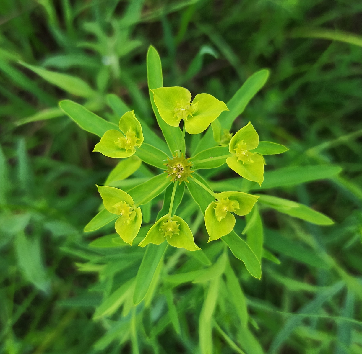 Image of Euphorbia virgata specimen.