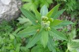 Euphorbia oblongifolia. Верхушка растения с раскрывающимся соцветием. Адыгея, Майкопский р-н, дол. руч. Водопадистый, субальпийский луг. 09.06.2024.