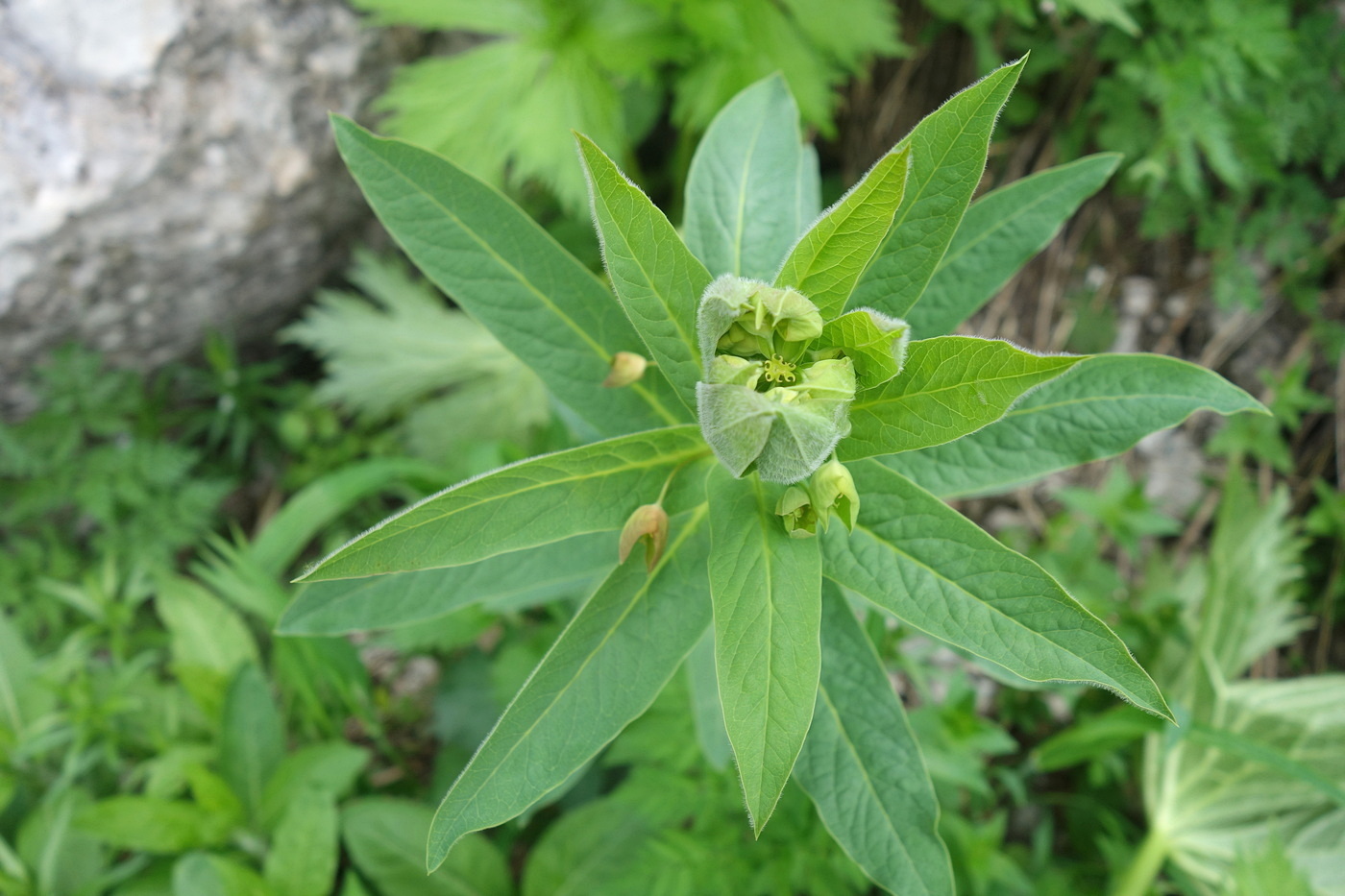 Image of Euphorbia oblongifolia specimen.