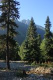 Abies nordmanniana