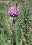 genus Allium