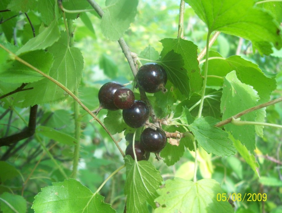 Image of Ribes pauciflorum specimen.