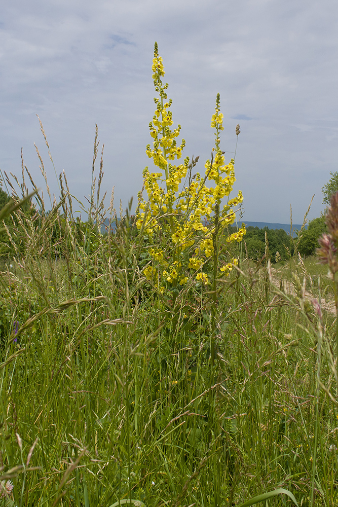 Image of Verbascum pyramidatum specimen.