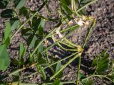 Hippocrepis emeroides