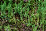 Lycopodium annotinum. Вегетирующие и спороносящие растения в сообществе с Vaccinium vitis-idaea. Вологодская обл., Сокольский р-н, Оларевская гряда, смешанный лес. 13.07.2024.