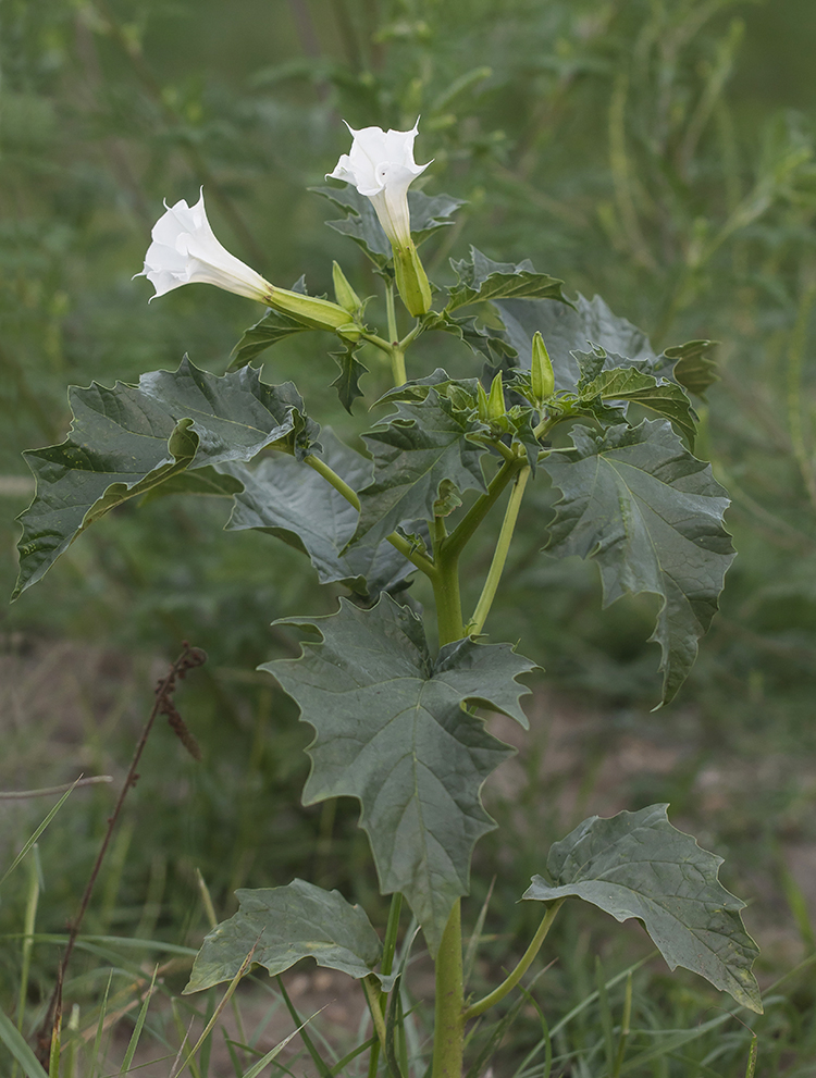 Image of Datura stramonium specimen.