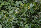 Lapsana communis