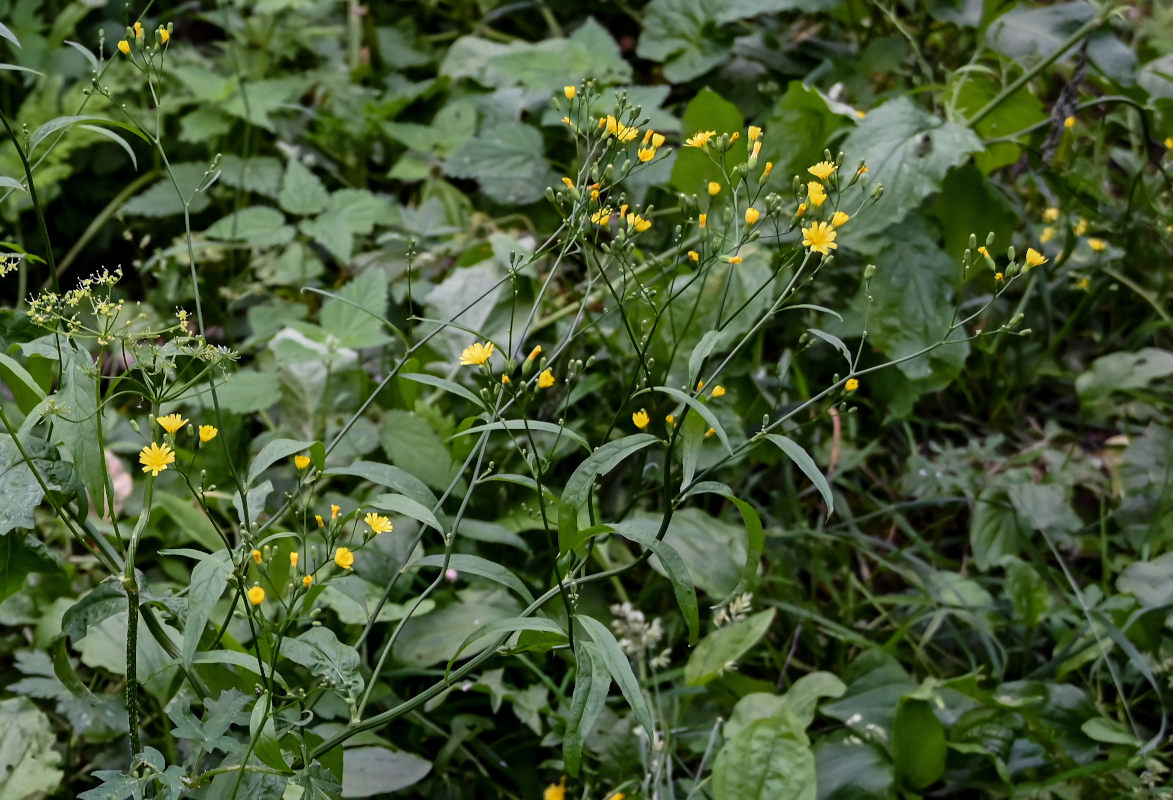 Изображение особи Lapsana communis.
