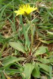 Taraxacum thracicum. Цветущее растение. Крым, Севастополь, окр. м. Фиолент. 11 апреля 2009 г.
