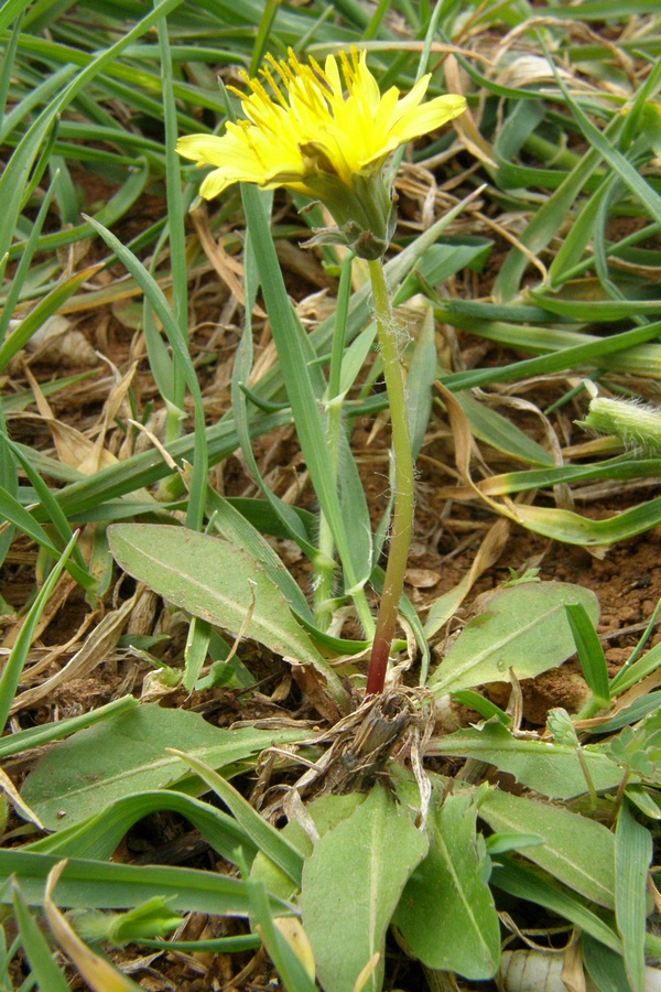 Изображение особи Taraxacum thracicum.