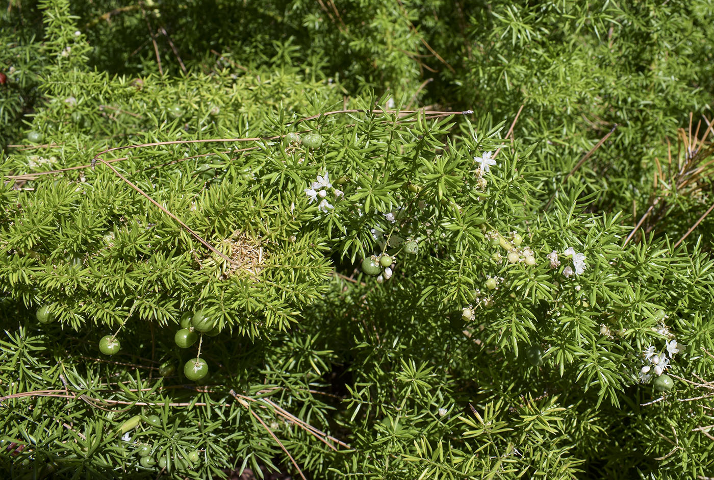 Изображение особи Asparagus densiflorus.