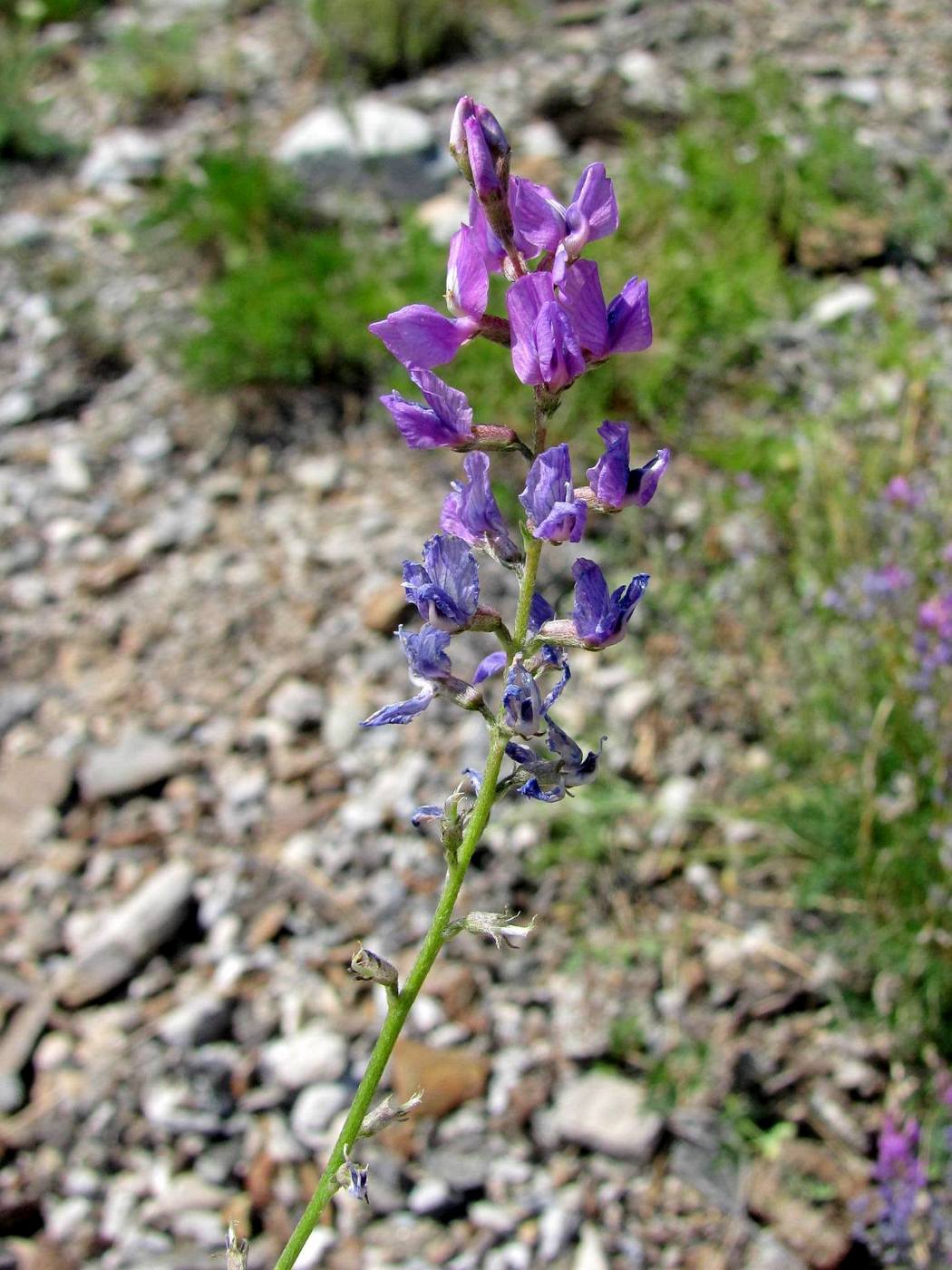 Image of Oxytropis coerulea specimen.