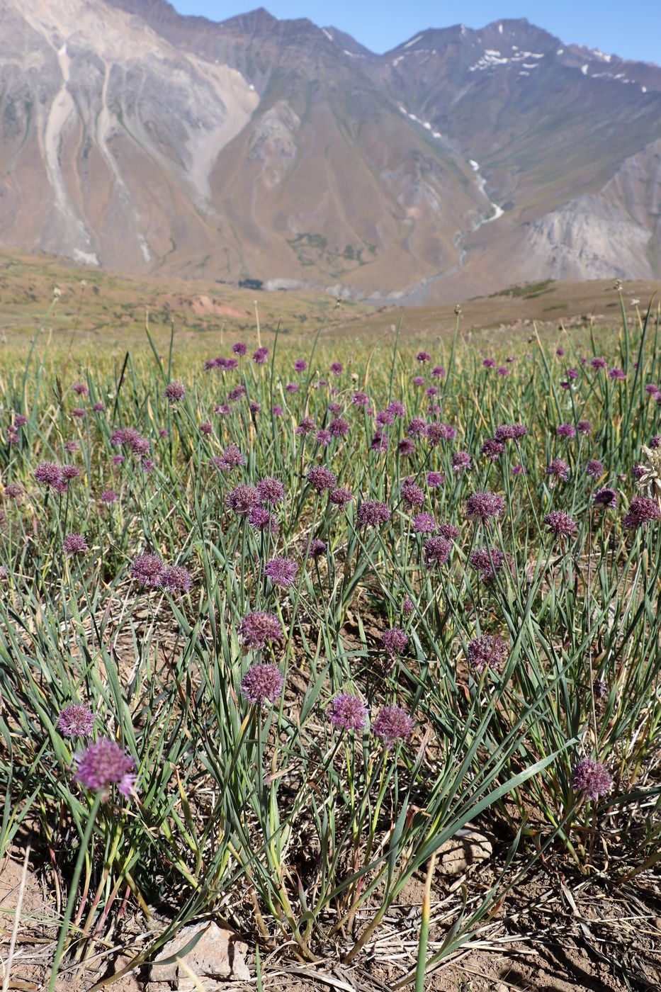 Image of Allium hymenorhizum specimen.
