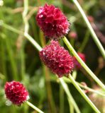 Sanguisorba officinalis. Соцветия. Бурятия, горные склоны Хамар-Дабана у Ю-З побережья оз. Гусиное, 16 августа 2005 г.