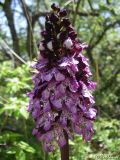 Orchis purpurea