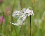 Eriophorum angustifolium