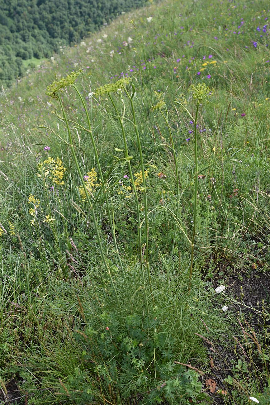 Изображение особи Peucedanum longifolium.