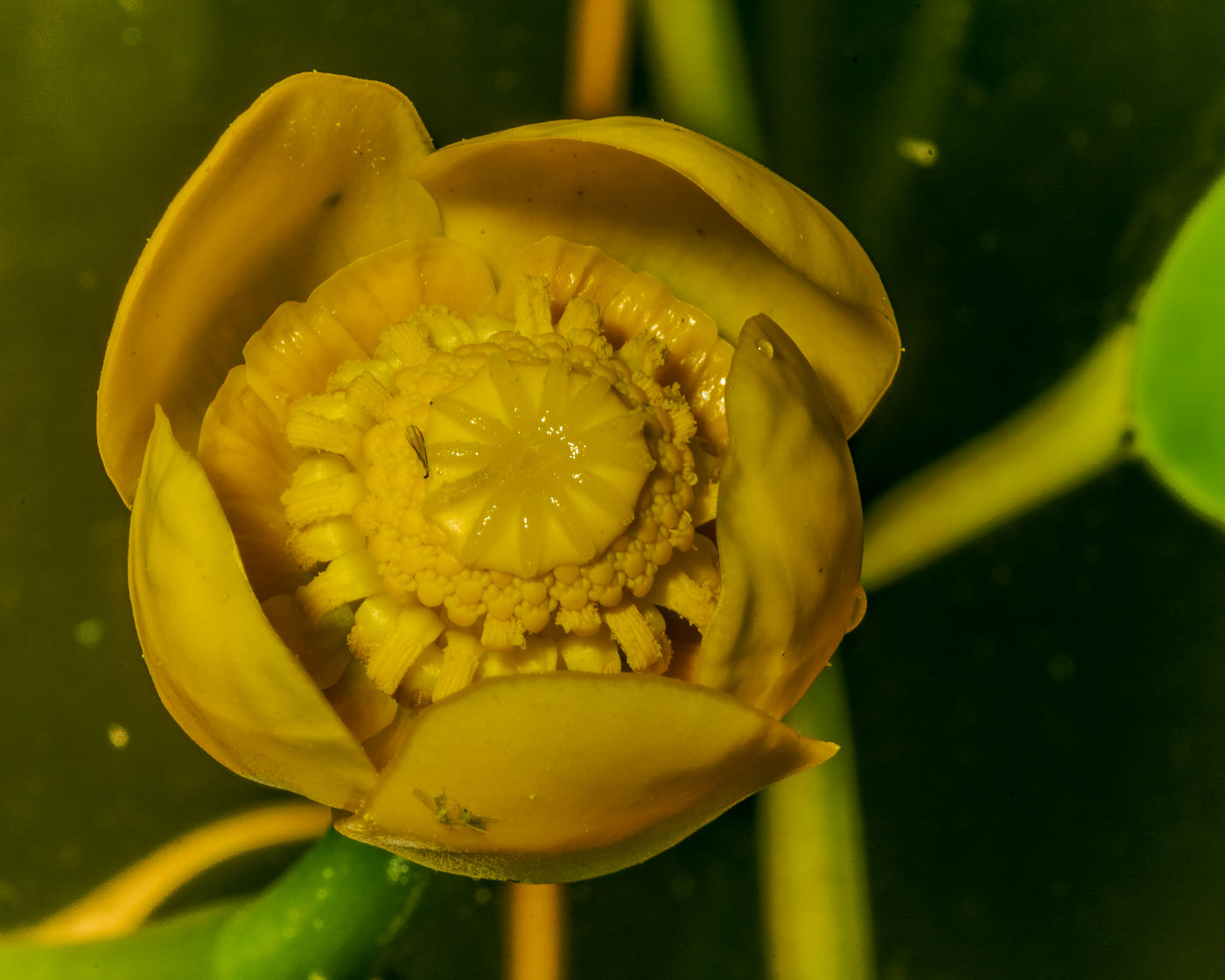 Изображение особи Nuphar lutea.