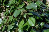 Hedera colchica