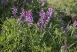 Vicia tenuifolia