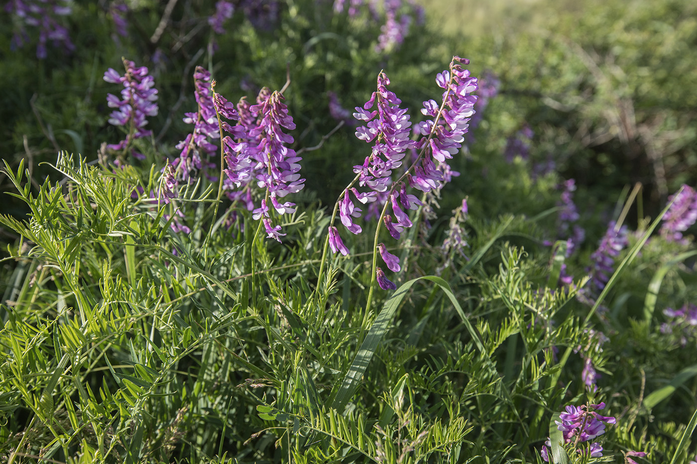 Image of Vicia tenuifolia specimen.