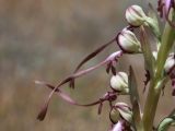 Himantoglossum caprinum. Цветки. Крым, окр. Феодосии, Лисья бухта, остепнённая терраса. 1 июня 2025 г.