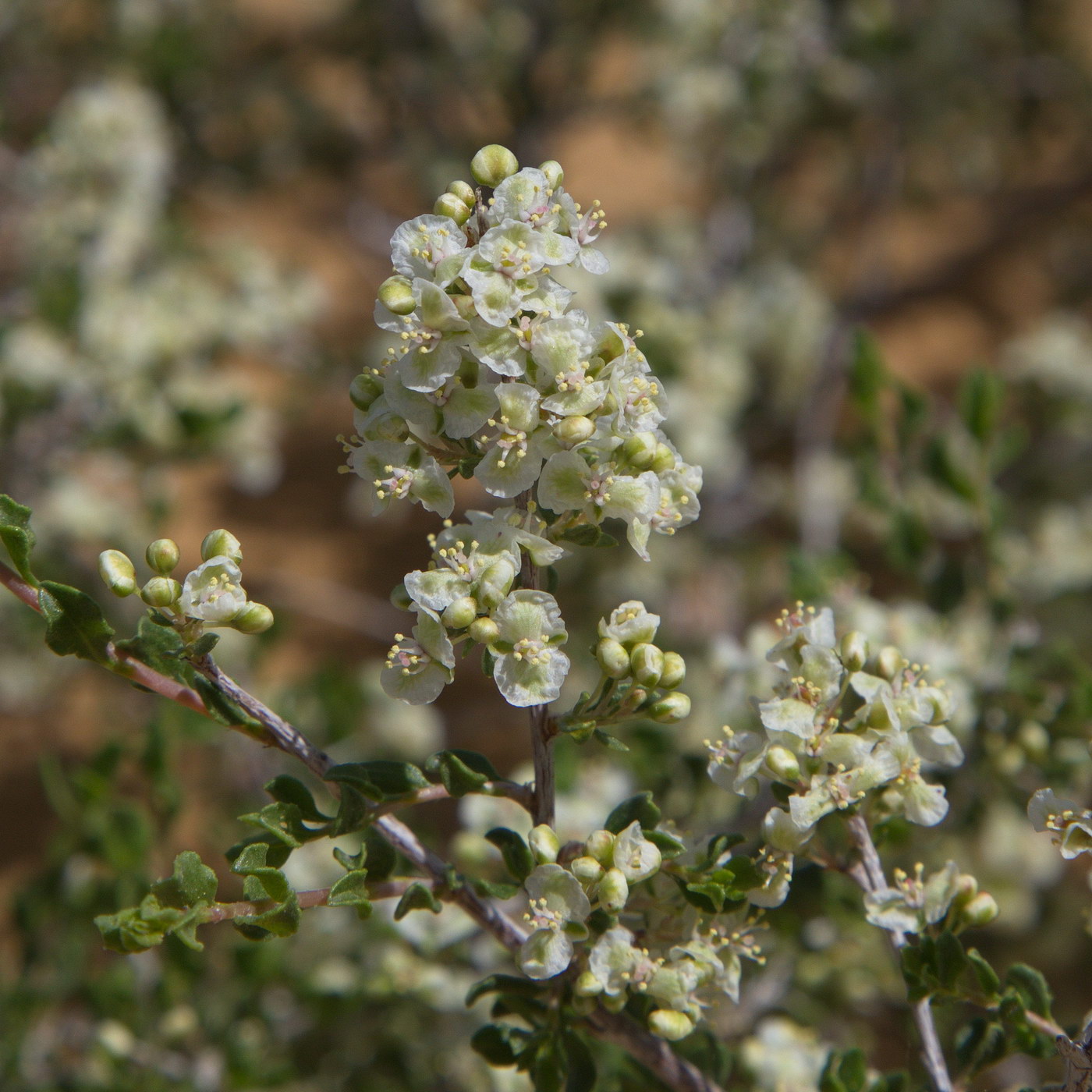 Изображение особи Atraphaxis replicata.