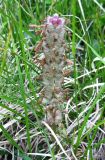 Pedicularis verticillata