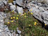 Saxifraga hirculus