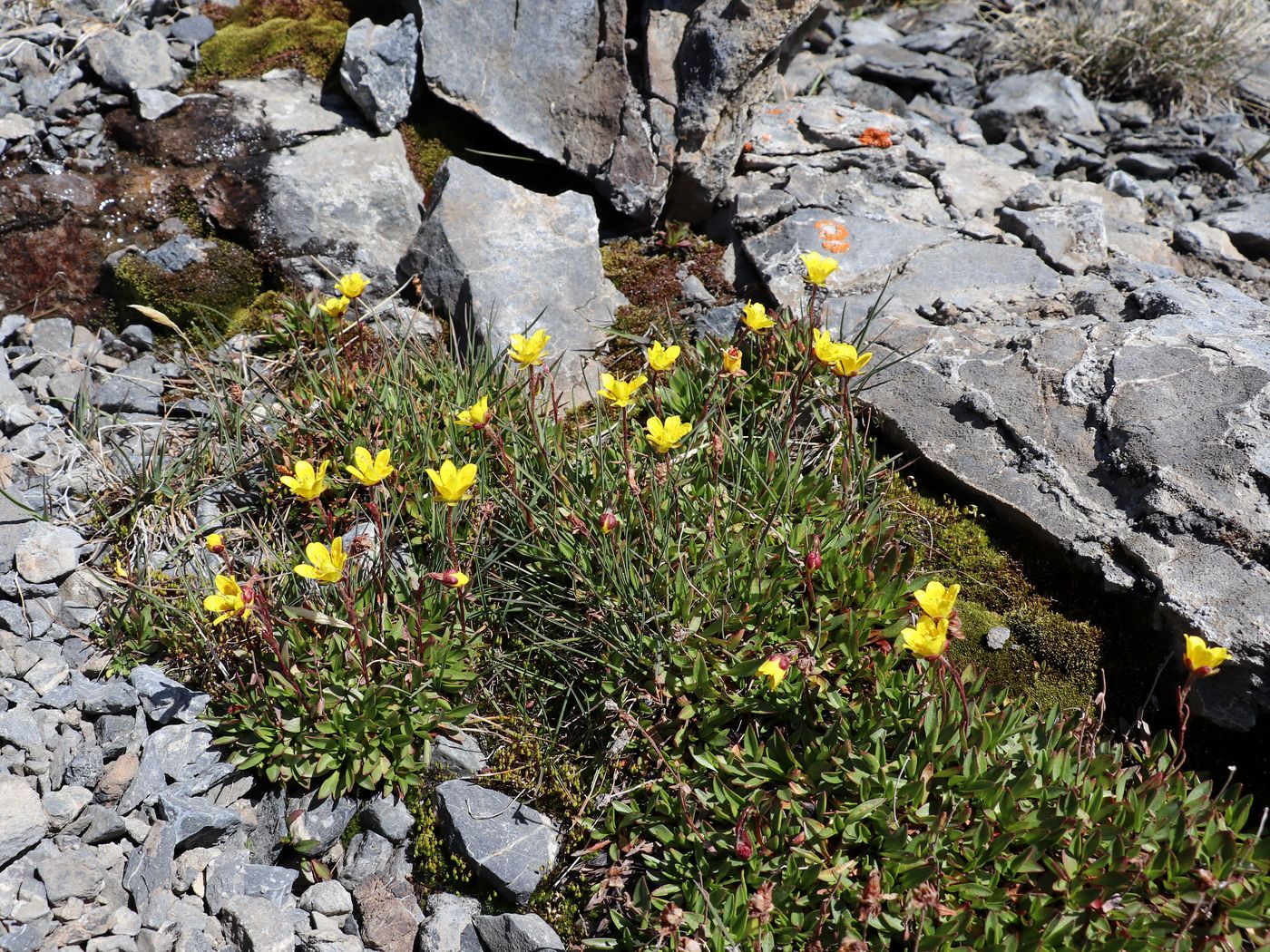 Image of Saxifraga hirculus specimen.