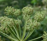 Archangelica officinalis