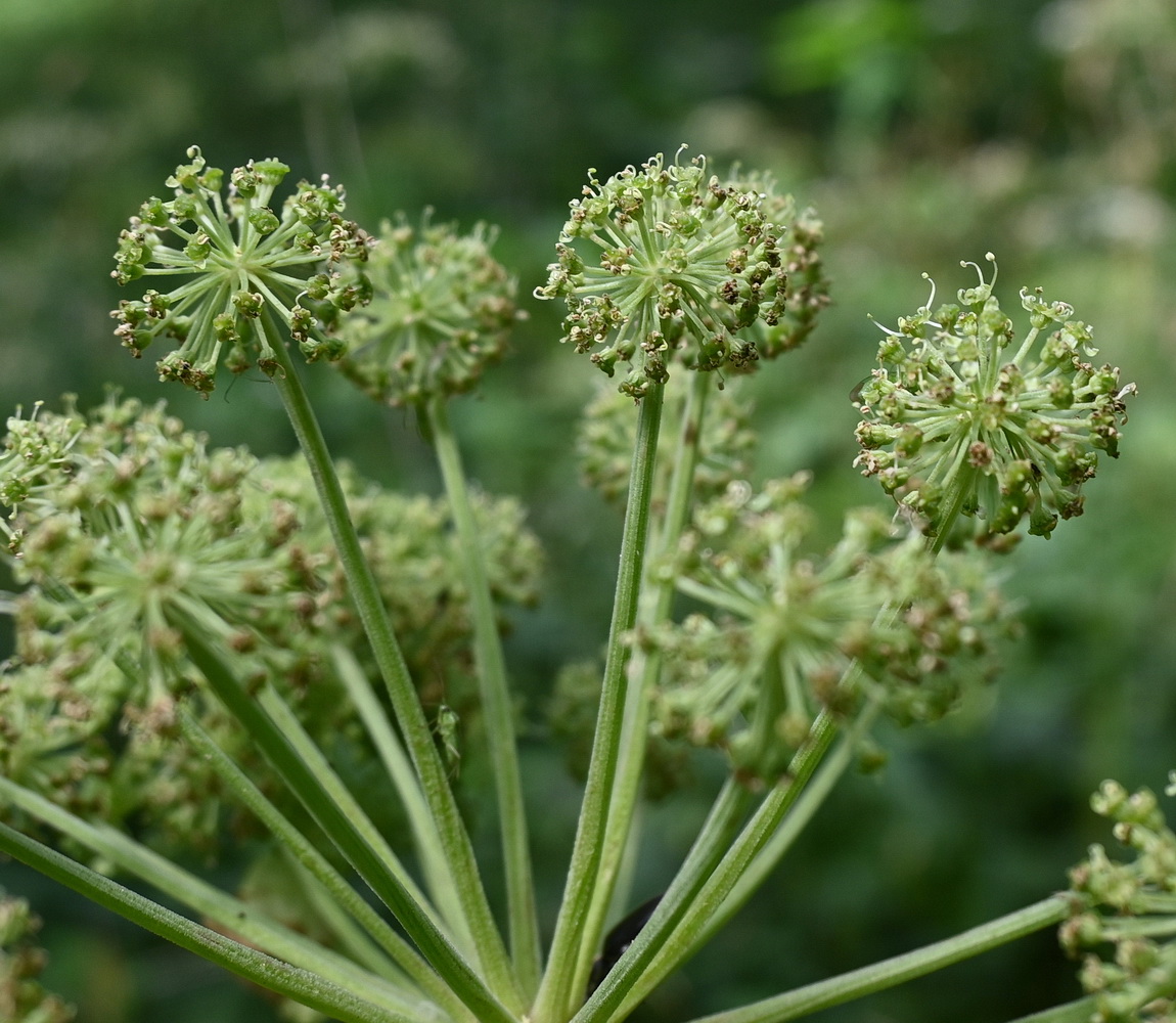 Image of Archangelica officinalis specimen.