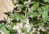 Strigosella africana