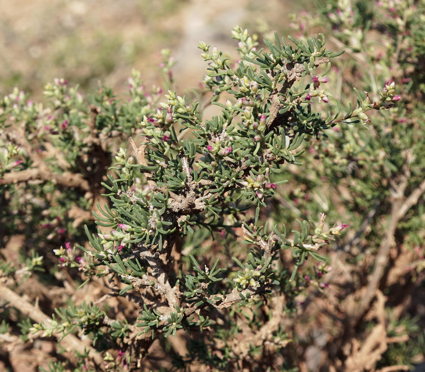 Изображение особи Salsola arbusculiformis.