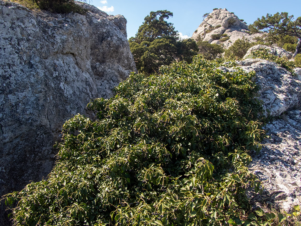 Изображение особи Hedera helix.
