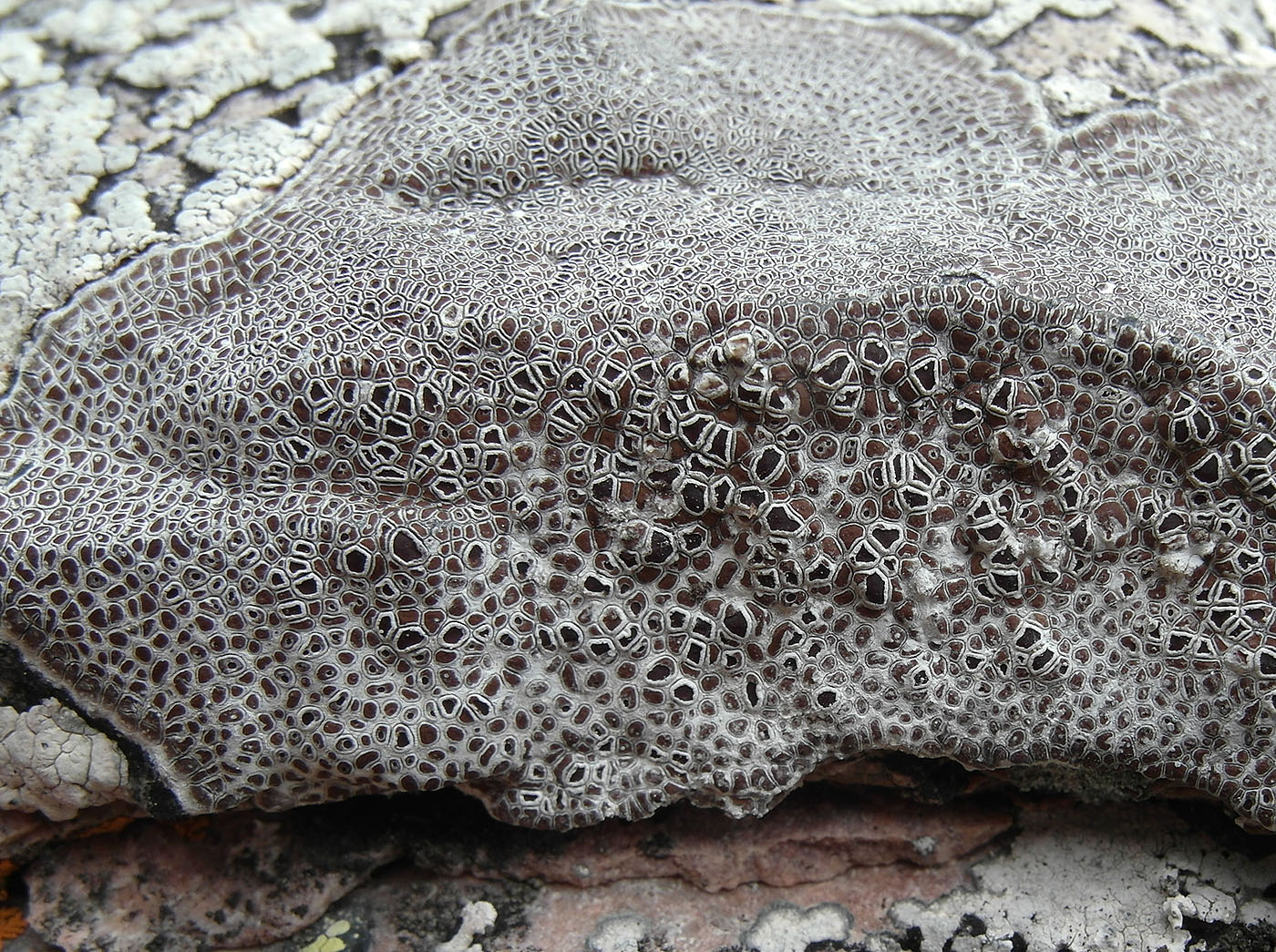 Image of Immersaria iranica specimen.