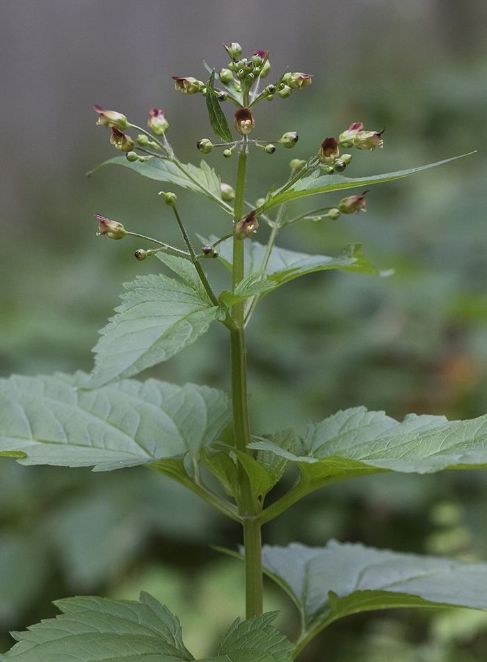 Изображение особи Scrophularia nodosa.