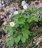 Paeonia wittmanniana