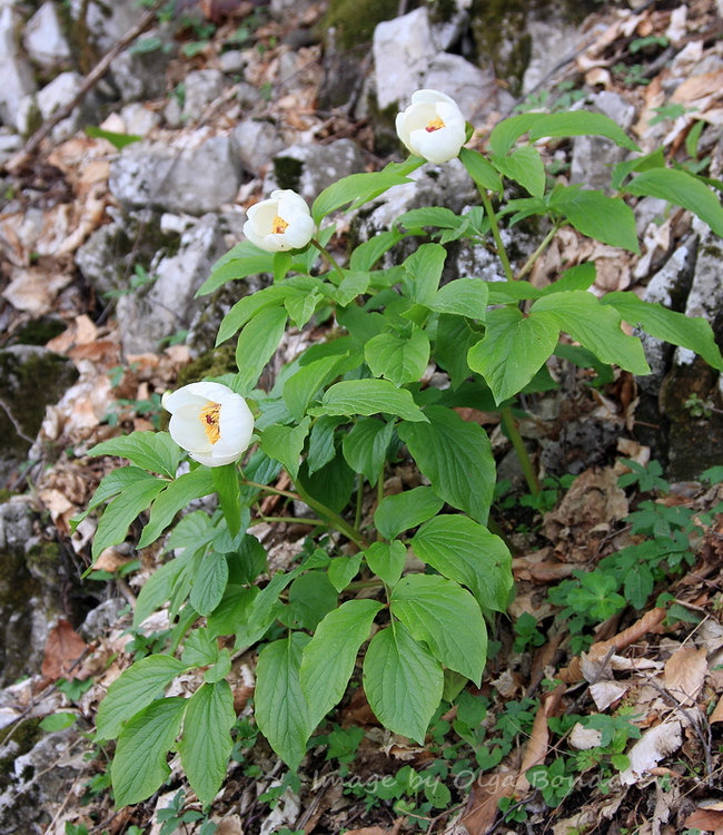 Изображение особи Paeonia wittmanniana.